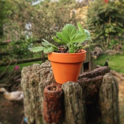 10 Small Terracotta Plant Pots 6.8cm diameter