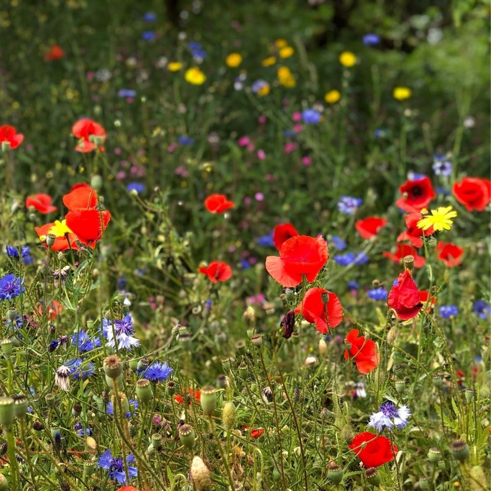 Vigtigheden af ​​at plante vilde blomster: Dyrkning af skønhed og biodiversitet