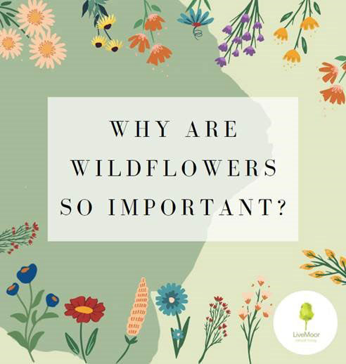 Why are wildflowers so important?