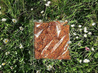 Premium Quality Bee Pollen - Fresh From The Hive
