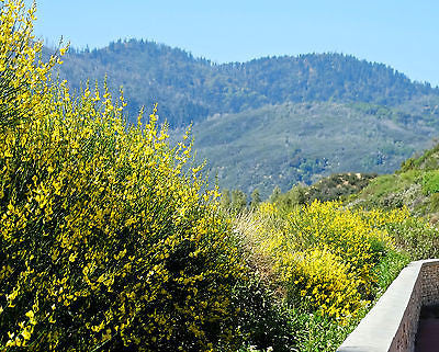 Superior Quality SPANISH Bee Pollen - Dispatched from UK