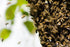 White Beeswax Bars - Naturally Fragrant Beeswax (Technical Grade)