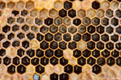 White Beeswax Bars - Naturally Fragrant Beeswax (Technical Grade)