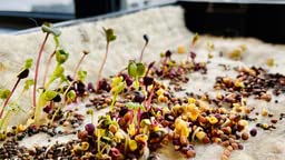 04b27b36cef9b1d72969bfa14dd24e51