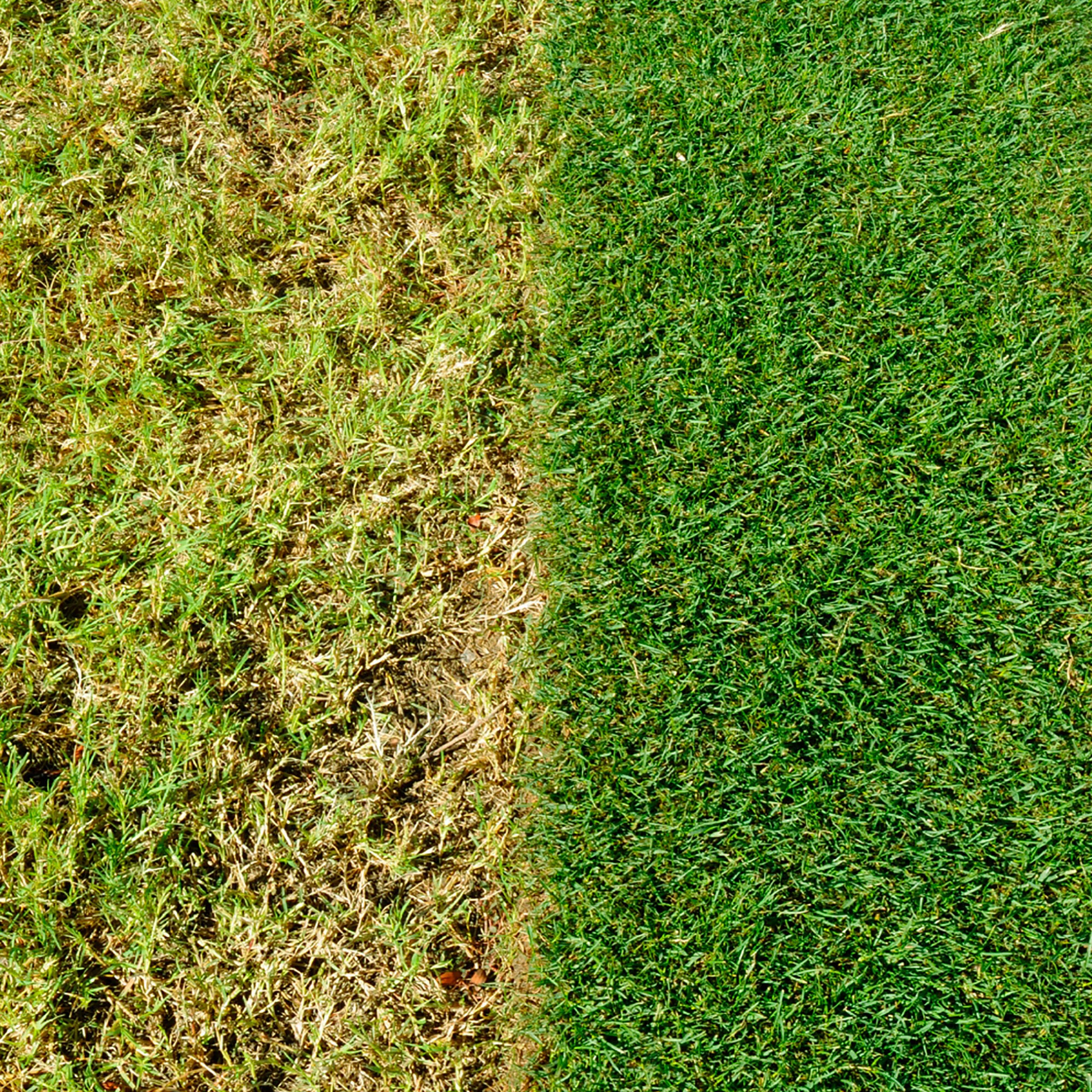 Miracle-Gro Evergreen Complete 4-in-1 Lawn Food, Weed & Moss Control, 360 m2, Yellow
