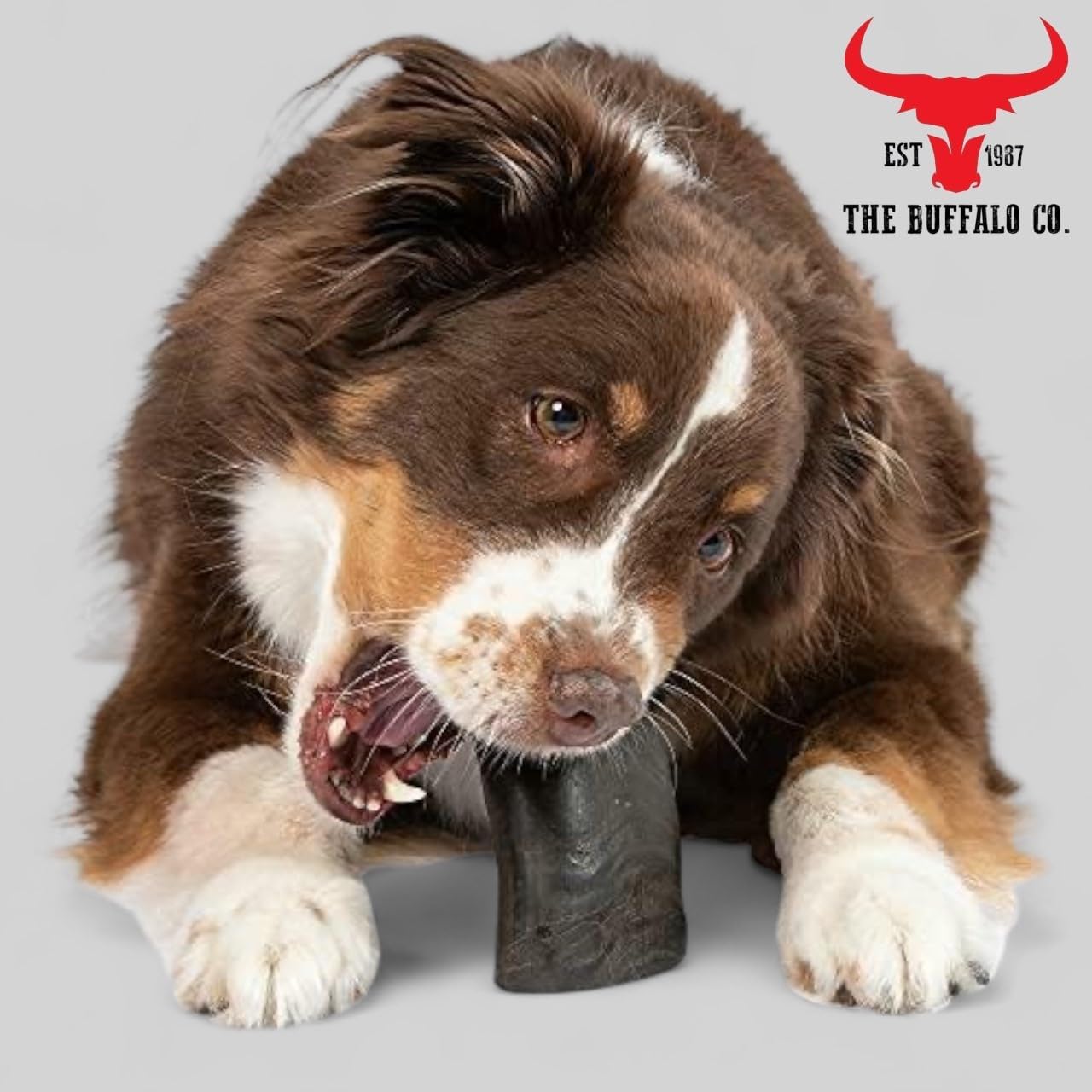 Buffalo Horn-Large (6-8 inch) Dog Treat from The Buffalo Co.