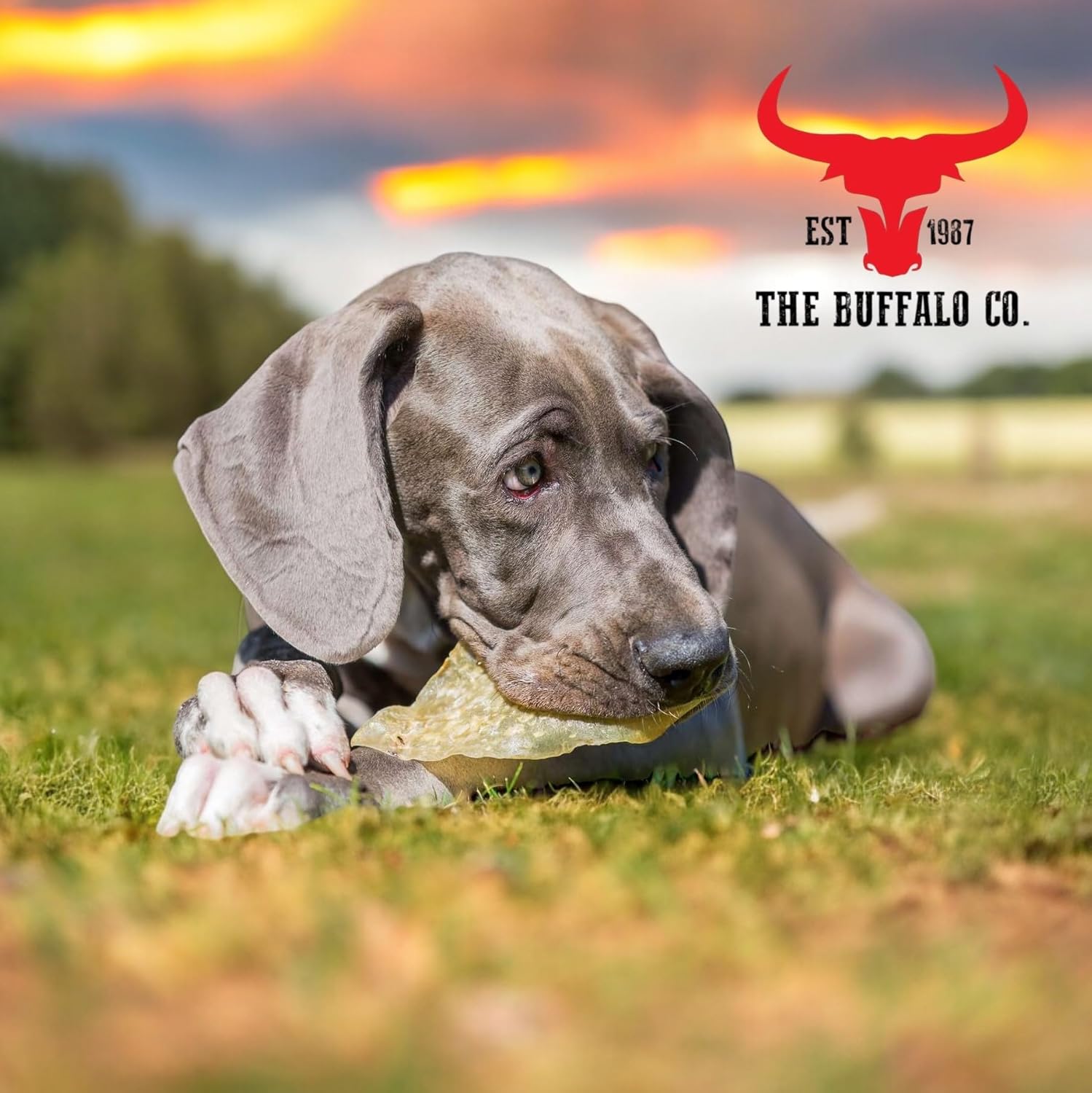 Buffalo Ears- 10 Ears per pack- Great Long Lasting Dog Treat, Only 3% Fat