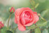 LiveMoor Multi-Use Fragrance Oils - Love Collection