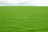 LiveMoor Grass Seeds - High Quality - Various Sizes