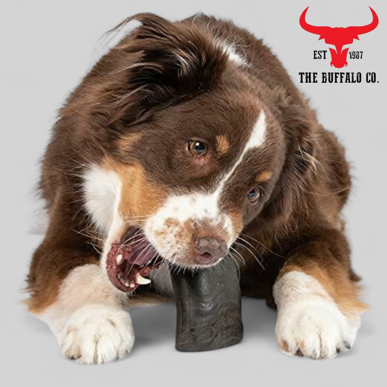 Buffalo Horn-Large (6-8 inch) Dog Treat from The Buffalo Co.