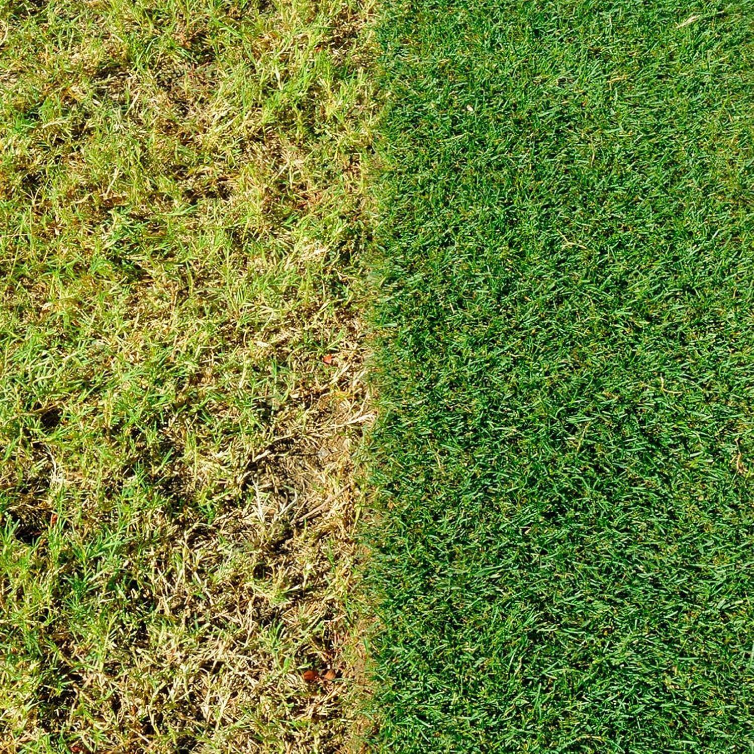 Miracle-Gro Evergreen Complete 4-in-1 Lawn Food, Weed & Moss Control, 360 m2, Yellow