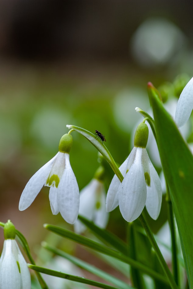 Snowdrop Bulbs - UK Native - Various Quantities Available