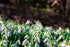 Snowdrop Bulbs - UK Native - Various Quantities Available