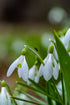 Snowdrop Bulbs - UK Native - Various Quantities Available