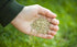 LiveMoor Grass Seeds - High Quality - Various Sizes