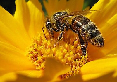 Naturellement parfumé, doré, cire d'abeille