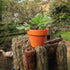 10 mini-terracotta plantenpotten met een diameter van 6.8 cm
