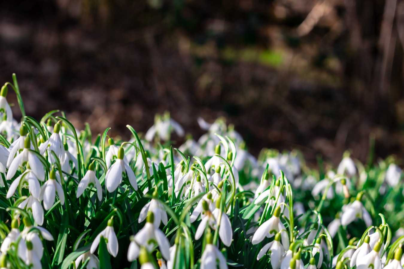 Snowdrop Bulbs - UK Native - Various Quantities Available