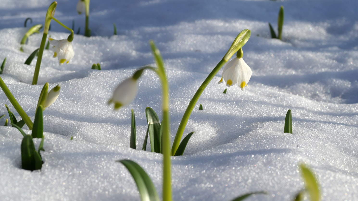 Snowdrop Bulbs - UK Native - Various Quantities Available