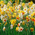 Mixed Daffodil Bulbs - Mixed Varieties - Various Quantities