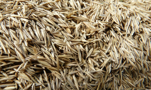 LiveMoor Grass Seeds - High Quality - Various Sizes